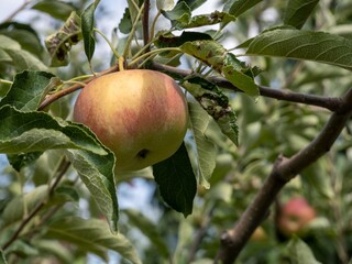Ripe apple on tree branch in orchard.