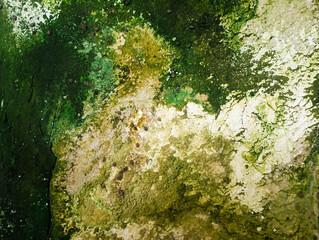 Abstract green mold on the wall background