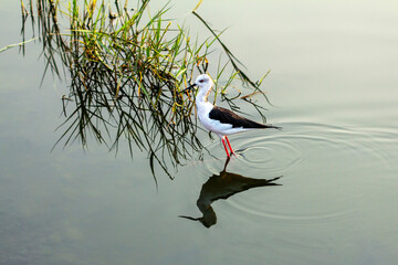 Black-winged stilt bird in reflective water, a tranquil nature shot perfect for minimalist design and wildlife photography portfolios. © Bolucevschi