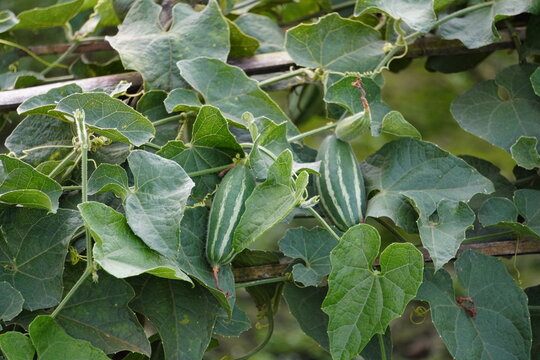 Pointed Gourd Fruits on Vine with Green Foliage