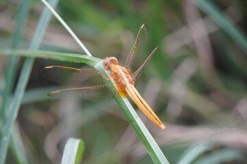 Orange Dragonfly Resting on Green Grass Blade in Natural Light
