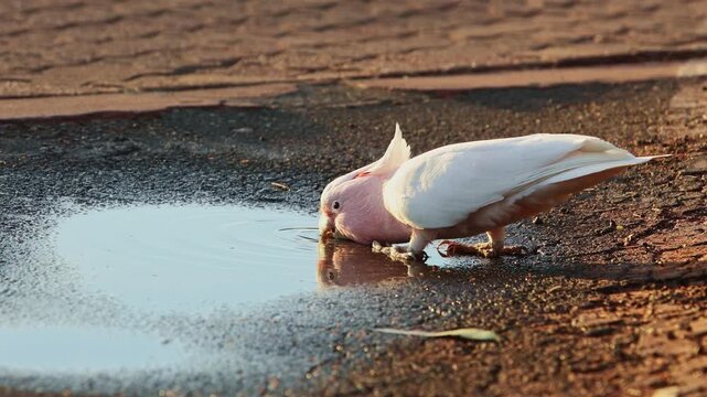 Major Mitchell cockatoo drinking water near Uluru