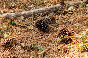 松ぼっくりがある風景