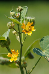 夏の終わりに咲くイチビの黄色い花