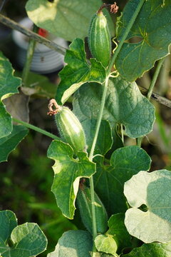 Striped Vine Fruits, Pointed Gourds Growing on Plant with Green Leaves