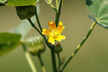 夏の終わりに咲くイチビの黄色い花