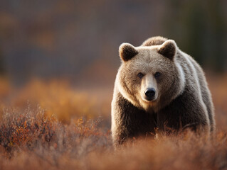 Fototapeta premium Majestic grizzly bear portrait in a warm autumn landscape. Symbol of strength, wildlife, and natures beauty. Ideal for conservation, travel or adventure.