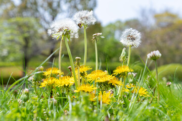 Dandelions and fluffy seed heads in spring meadow