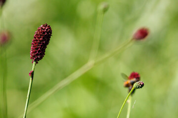 夏の終わりを告げるワレモコウ