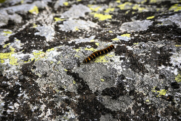 Close-up of a fox moth caterpillar traversing a rock adorned with colorful lichen, showcasing the beauty of nature's details