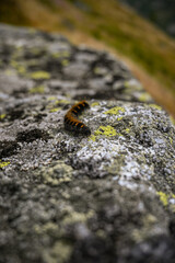 Orange and black garden tiger moth caterpillar crawling on a lichen-covered rock in a mountainous environment