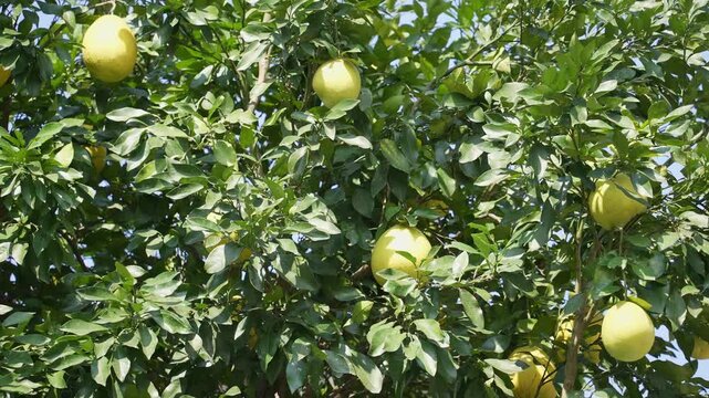 Ripe yellow-green pomelos hanging on a lush citrus tree in an orchard