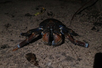 crab in the sand