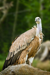 Griffon vulture standing on a rock in its natural environment, showcasing its impressive plumage and sharp gaze