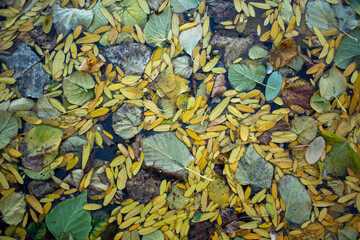 An overhead, detailed shot of an autumn leaf mosaic floating on water. The image captures a rich tapestry of textures and colors, creating an abstract pattern that evokes the tranquil beauty of the fa