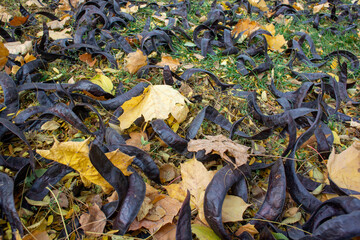 An overhead shot of a vibrant, textured ground covered with dark, curled seed pods and bright yellow autumn leaves. This image captures a rich, chaotic, and rustic feel, perfect for fall and nature th