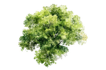 Obraz premium Top view of a lush green tree isolated on transparent background. Tree top view watercolor isolated on white background.
