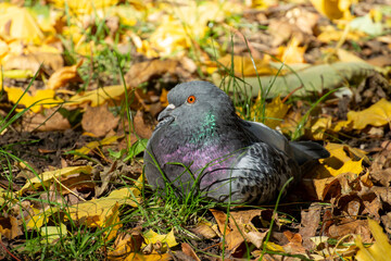 A close-up, low-angle shot of a gray pigeon resting on the ground, nestled among vibrant yellow and orange autumn leaves. This image captures a serene urban wildlife moment with warm, seasonal colors.