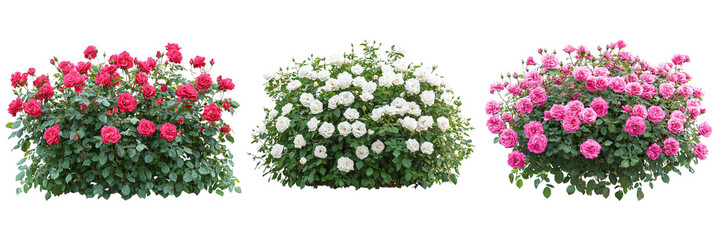 Set of lush bushes of beautiful roses isolated on transparent background PNG