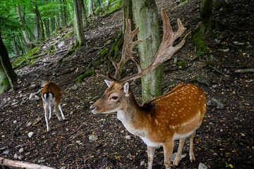 European fallow deer buck with large antlers standing in forest with doe walking away in background