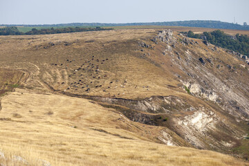 A panoramic, wide-angle shot of a vast, golden hillside with a herd of cattle grazing. This image captures the rugged, rural landscape under a clear sky, perfect for themes of open space and pastoral 
