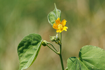 夏の終わりに咲くイチビの黄色い花