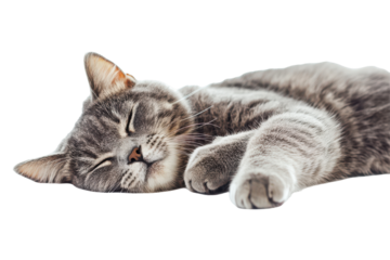 Gray tabby cat sleeping peacefully isolated on transparent background. Grey cat isolated on white background.