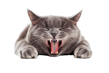 Close up of a grumpy british shorthair cat yawning wide isolated on transparent background. Grey cat isolated on white background.