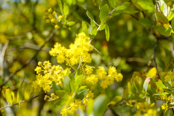 Yellow mimosa flowers blooming in sunlight