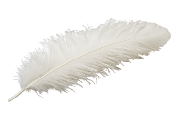 Delicate white feather isolated on transparent background. White feather isolated on white background.