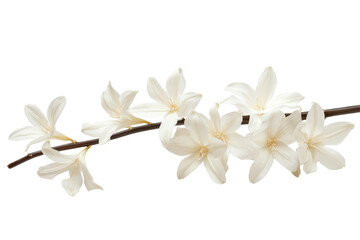Delicate white orchid flowers on a thin branch isolated on transparent background. White flowers branch stalk isolated on white background.