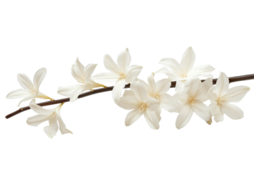 Delicate white orchid flowers on a thin branch isolated on transparent background. White flowers branch stalk isolated on white background.