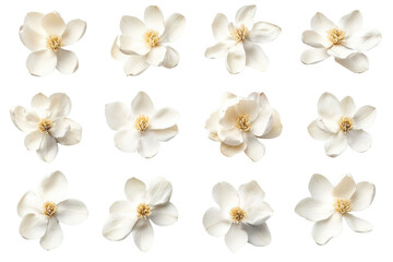 Collection of twelve delicate white jasmine flowers isolated on transparent background. White magnolia flowers isolated on white background.