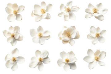 Collection of twelve delicate white jasmine flowers isolated on transparent background. White magnolia flowers isolated on white background.