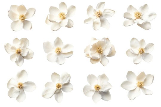 Collection of twelve delicate white jasmine flowers isolated on transparent background. White magnolia flowers isolated on white background.