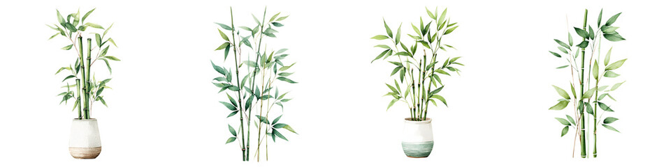 Obraz premium Watercolor Bamboo Plants in Pots, Lush Greenery on White Background