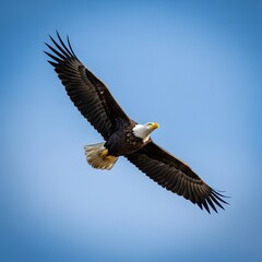 bald eagle in flight
