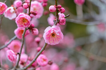Close-up of pink plum blossoms in full bloom