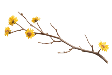 Delicate yellow flowers blooming on a bare branch isolated on transparent background. Yellow flower stalk isolated on white background.