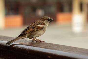 A close-up photograph of a house sparrow, its small body a mix of brown, grey, and white feathers, perched on a glossy, wet wooden railing. The bird is captured in a natural urban setting, with a blur