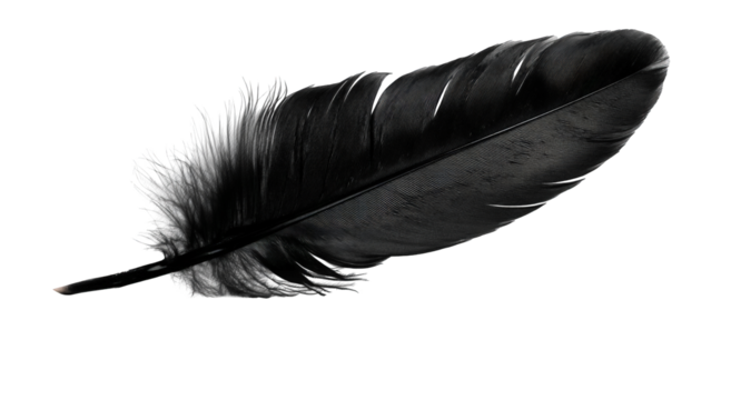 Close-up of a single dark feather (1)