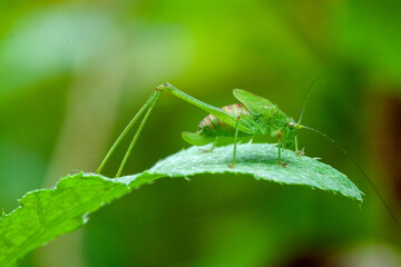 A stunning macro photograph of a green grasshopper perched on a leaf, highlighting its intricate details and texture, perfect for use in scientific journals, educational materials, or nature-themed pr