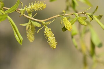 Female flowers of Salix matsudana bloom in April and May as green catkins before leaves. After...