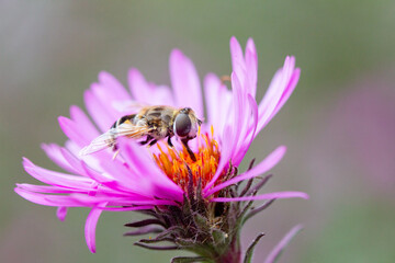 A captivating macro shot of a bee diligently collecting pollen from the vibrant center of a purple aster, ideal for use in educational materials, nature-focused magazines, or eco-conscious product pac