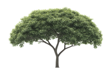 A lush green deciduous tree with a full canopy isolated on transparent background. Simple tree icon with a round canopy and a straight trunk isolated on white background.