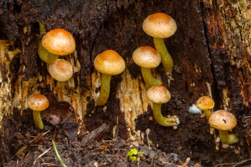 A cluster of small, delicate wild mushrooms growing on a mossy forest floor, with fallen autumn leaves nearby, perfect for nature-themed projects, environmental articles, or educational materials abou