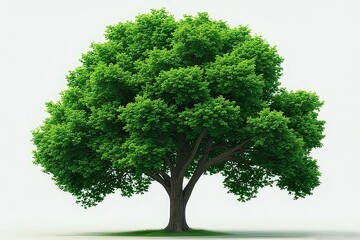 Nature Essentials Isolated Illustration Pack