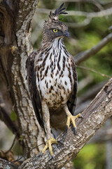 Changeable hawk-eagle (Nisaetus cirrhatus) in a tree, Sri Lanka
