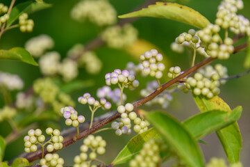 Close-up of beautyberry fruits on branch