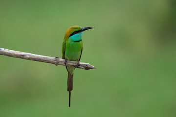 Asian Green Bee-eater (Merops orientalis orientalis) on a branch, Sri Lanka